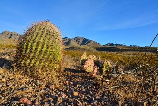 Desert landscape with large plants cactus Ferocactus sp.