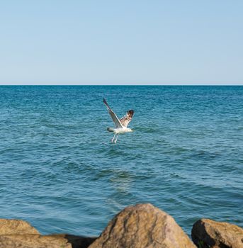 sea gull flies on the sea surface of the Black Sea