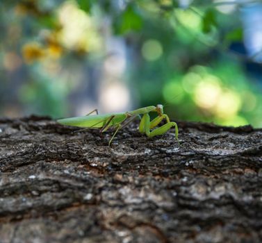 green mantis on a tree trunk