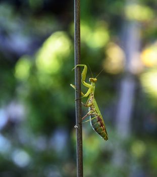 green big mantis crawling up the stick