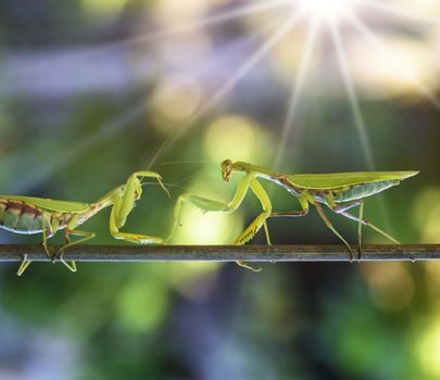 two green praying mantis fighting on a branch