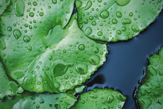 Raindrop on lotus leaves in pond texture background