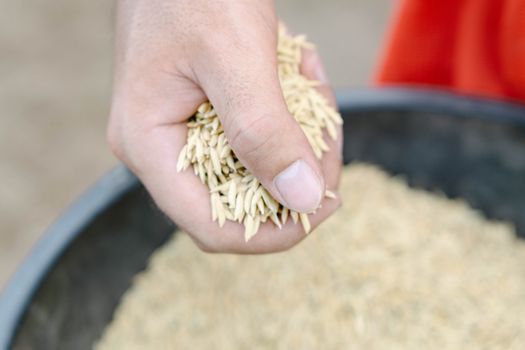 closeup farmer hand holding rice seeds for sowing in the field