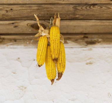 corn cobs hang on a rope 