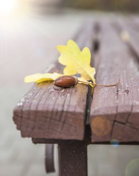 yellow leaf of an oak and an acorn 