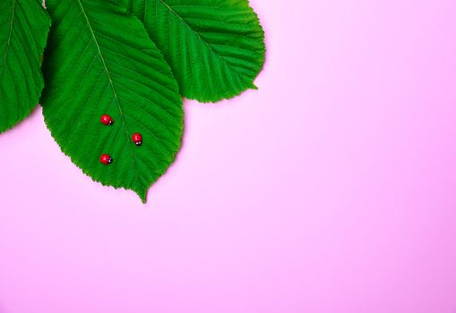 green leaves of chestnut with decorative ladybirds 