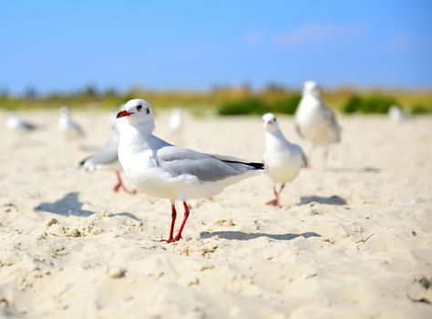 white gull walks along the sandy beach 