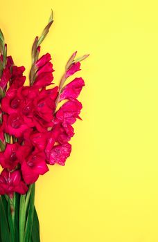 bouquet of red gladiolus on yellow background
