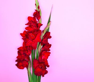 bouquet of red gladiolus 