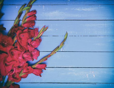 Bouquet of red gladiolus on a blue wooden background
