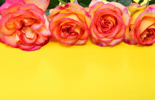 Pink-yellow roses on a yellow background