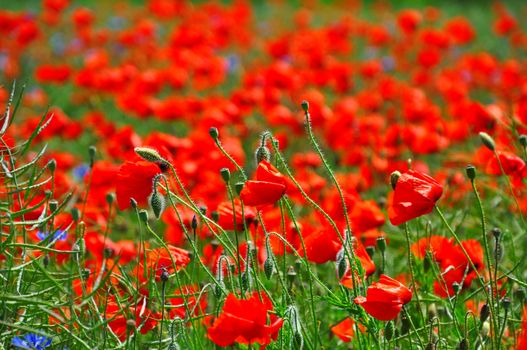 Field with bright red poppies and green stems