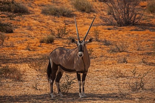 Single Oryx in Kgalagadi Trans Frontier Park 4521