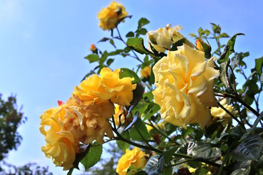 Top view of yellow and orange rose flower in a roses garden with