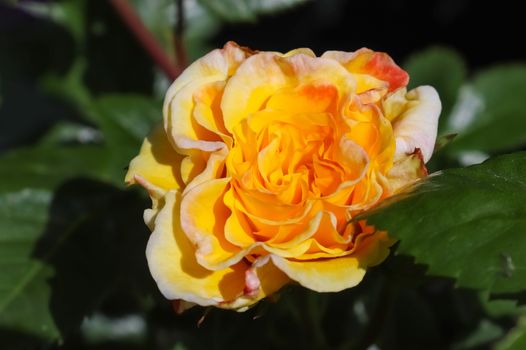Top view of yellow and orange rose flower in a roses garden with