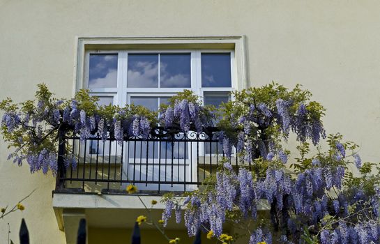 Full flowered purple wisteria with blossom and leaves on a railing at balcony