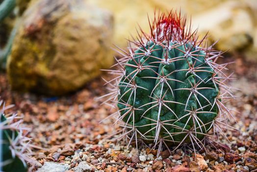 Cactus held in a garden that looks arid