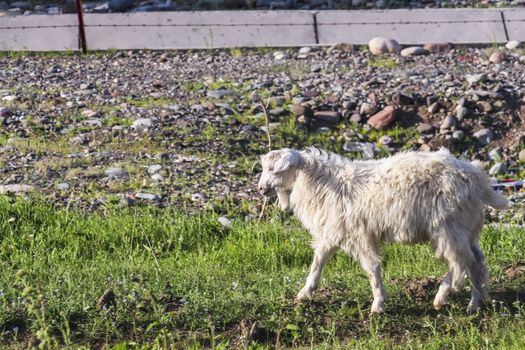 A white fur domesticated Xinjiang goat