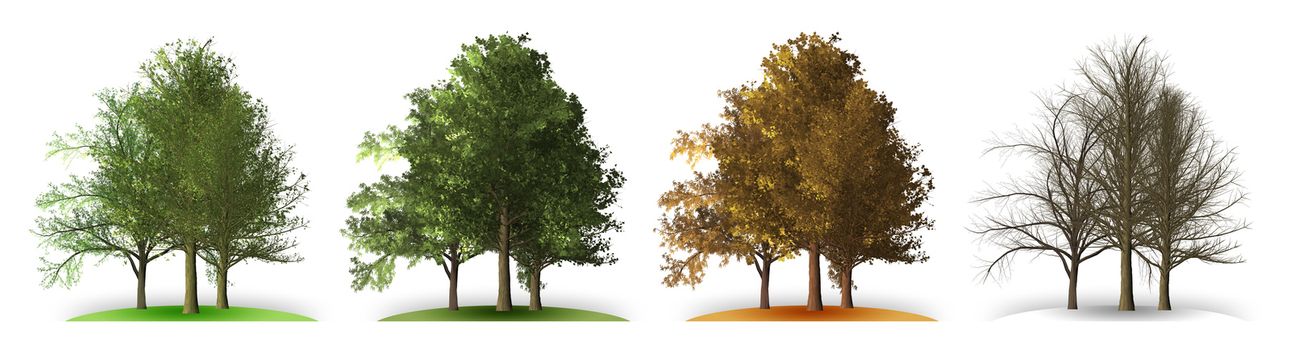 tree in four seasons