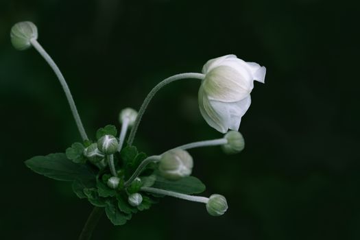 Anemone hupehensis white flower