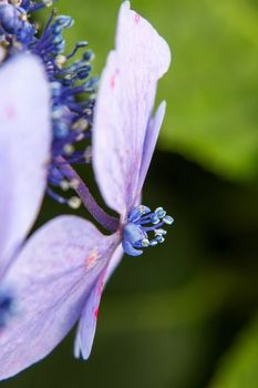 hydrangea detail blossom