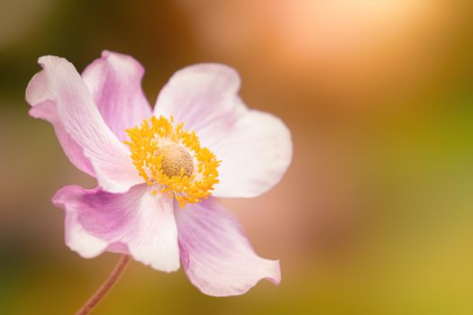 Anemone hupehensis pink flower