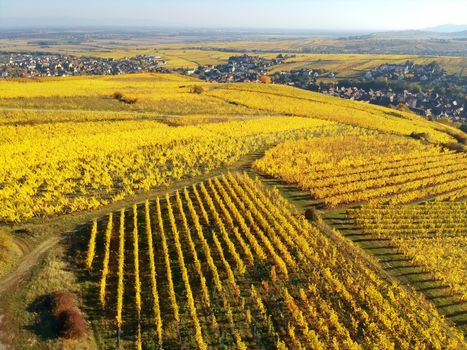 flight over vineyard Alsace France