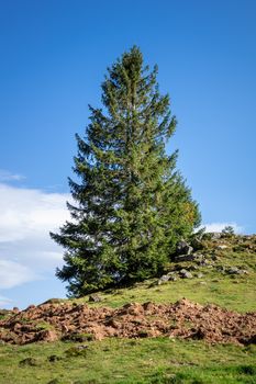 lonely fir tree in the mountains