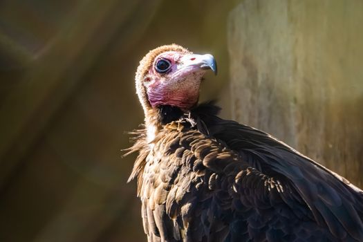 hooded vulture with its face in closeup, critically endangered scavenger bird from the desert of Africa