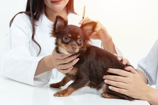 vet doctor is examining the dog and treating it by injecting med
