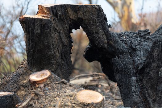 Burnt hollow tree felled after bushfires in Australia
