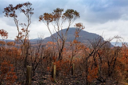 After bush fires in Australia