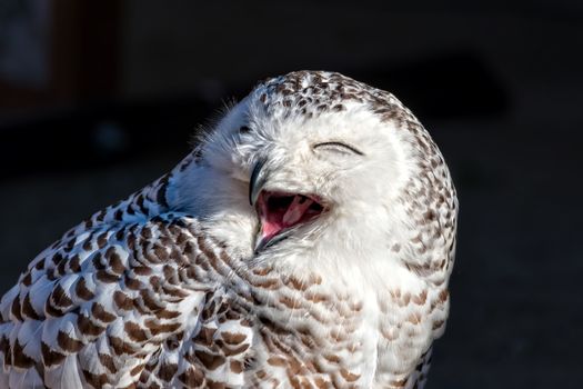 Close up of snowy owl (Bubo scandiacus)