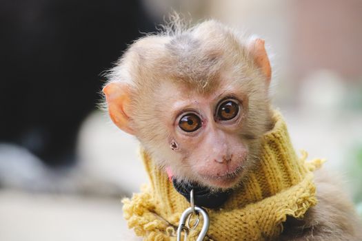 A baby monkey in chains as pets which is a common cruel practice in North Vietnam