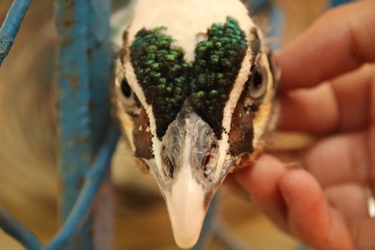Close up a Peafowl Head