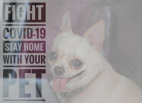 A message to stay home with pets