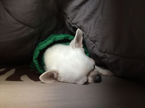 Cute sleepy chihuahua dog is sleeping or napping on bed in bedroom