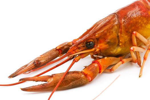 Boiled Crayfish or Freshwater lobster on a white background.