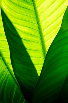 Close up of natural green leaves background, tropical foliage texture