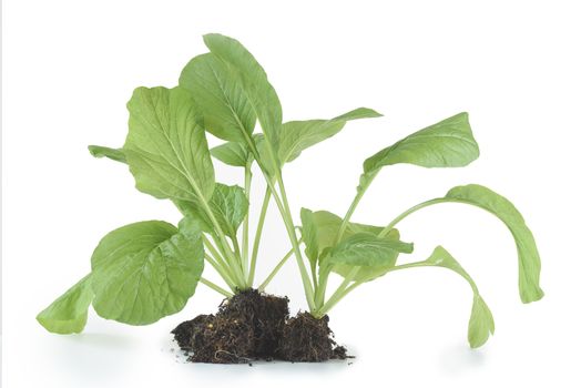 Home plant Chinese Cabbage-PAI TSAI or Brassica chinensis Jusl var parachinensis (Bailey) with root isolated  over white background