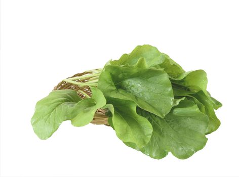 Home plant Chinese Cabbage-PAI TSAI or Brassica chinensis Jusl var parachinensis (Bailey) on bamboo tray isolated  over white background