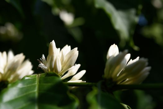 Coffee tree  with white color flower  blossom and green leaves in garden
