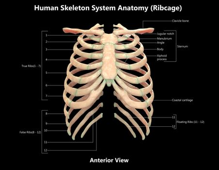Human Skeleton System Rib Cage Described with Labels Anatomy Anterior View