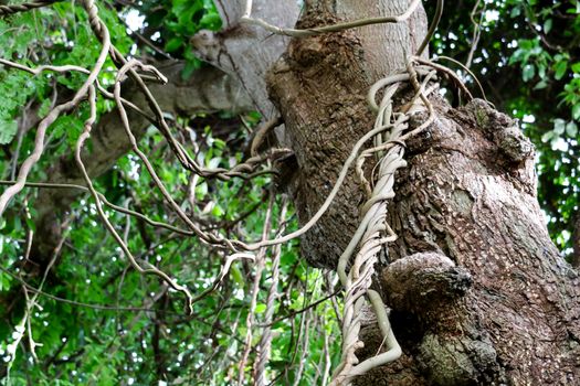 Parasite vines use trees to live and find the sunlight for food
