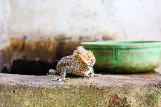 gecko fell from the wall into water tank and climbed on edge of 