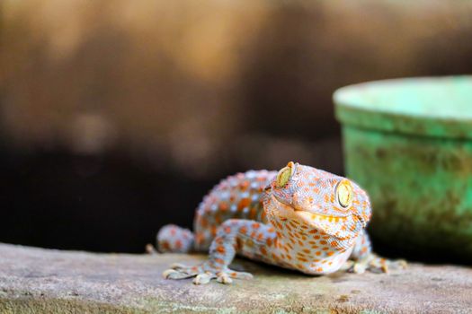gecko fell from the wall into water tank and climbed on edge of 