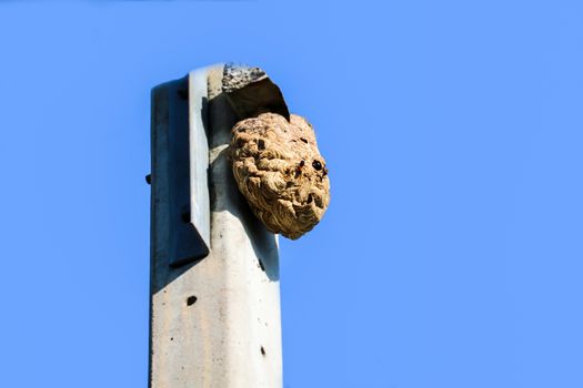Wasps nest on top of the electric pole to avoid interference fro