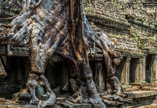 Angkor wat jungle in Siem Reap Cambodia.