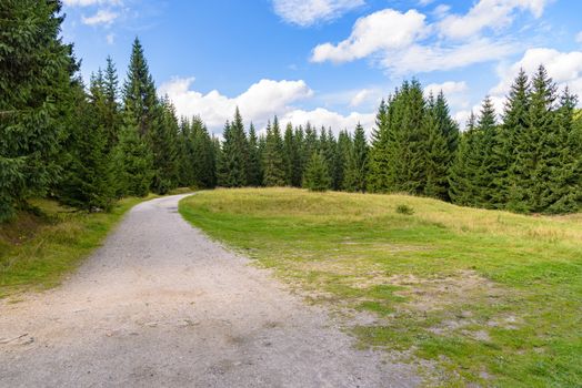 Forest road to Orle shelter in Jizera Mountains
