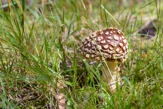 Brown toadstool in a forest